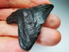 shark tooth Carcharocles angustidens - Oligocene (North Carolina)