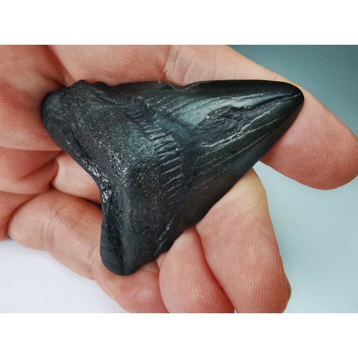shark tooth Carcharocles angustidens - Oligocene (North Carolina)