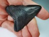 dent de requin Carcharocles angustidens - Oligocène (Caroline du Nord)