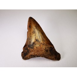 shark tooth Carcharocles angustidens - Oligocene (North Carolina)