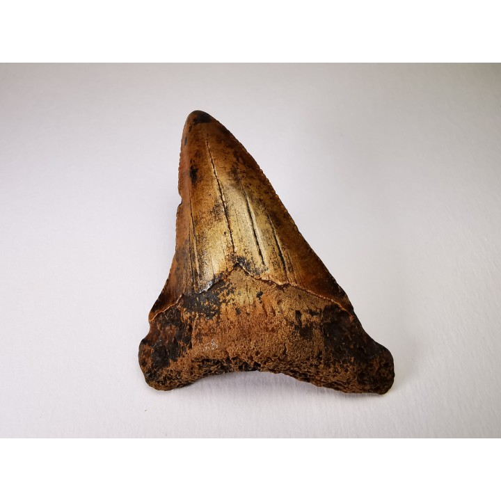 shark tooth Carcharocles angustidens - Oligocene (North Carolina)