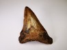 shark tooth Carcharocles angustidens - Oligocene (North Carolina)