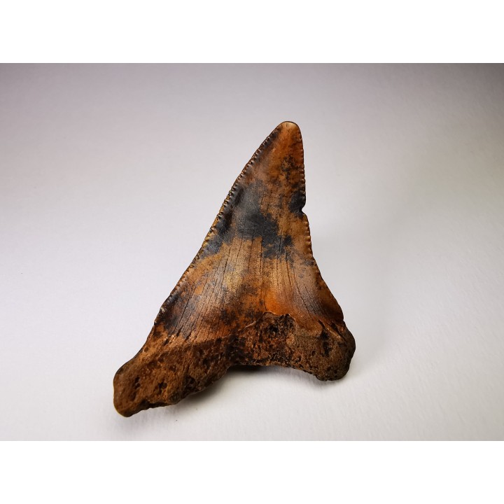 dent de requin Carcharocles angustidens - Oligocène (Caroline du Nord)