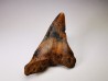 shark tooth Carcharocles angustidens - Oligocene (North Carolina)