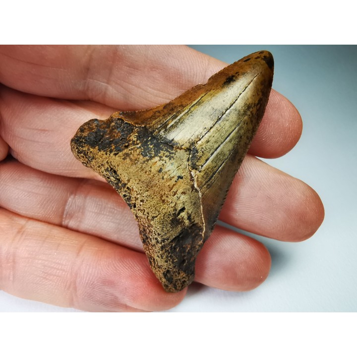 shark tooth Carcharocles angustidens - Oligocene (North Carolina)