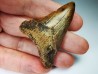 shark tooth Carcharocles angustidens - Oligocene (North Carolina)
