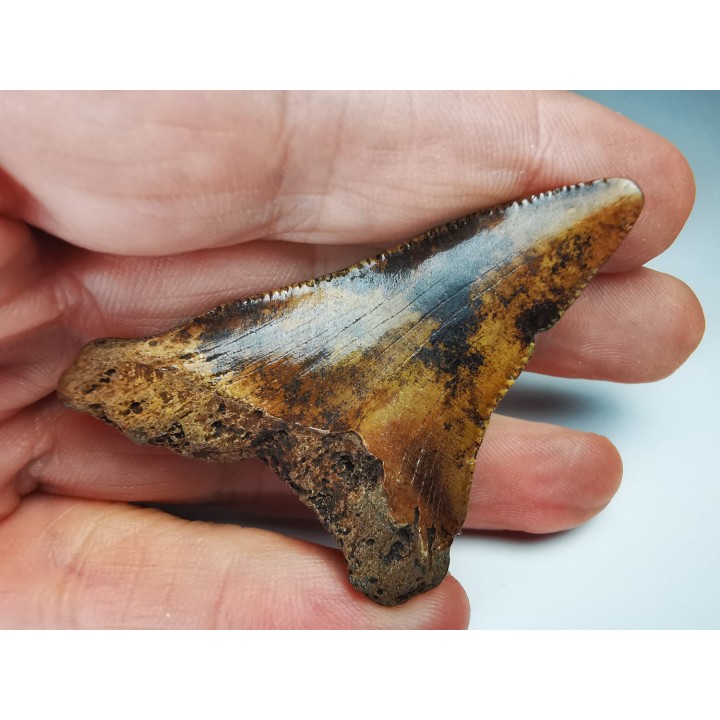 shark tooth Carcharocles angustidens - Oligocene (North Carolina)