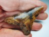 dent de requin Carcharocles angustidens - Oligocène (Caroline du Nord)