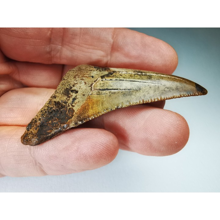 shark tooth Carcharocles angustidens - Oligocene (North Carolina)