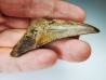 shark tooth Carcharocles angustidens - Oligocene (North Carolina)