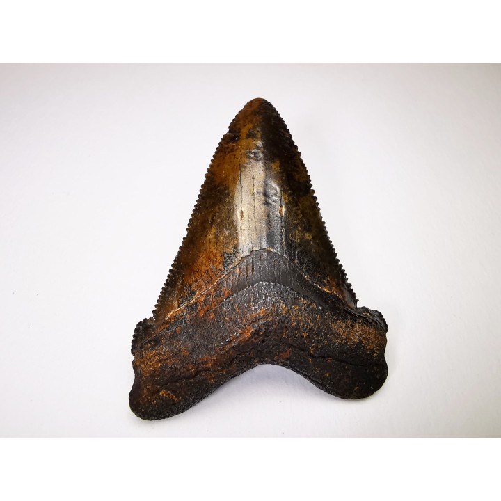 shark tooth Carcharocles angustidens - Oligocene (North Carolina)