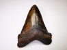 shark tooth Carcharocles angustidens - Oligocene (North Carolina)