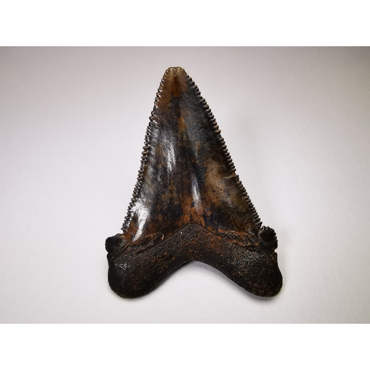 shark tooth Carcharocles angustidens - Oligocene (North Carolina)