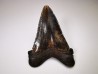 dent de requin Carcharocles angustidens - Oligocène (Caroline du Nord)