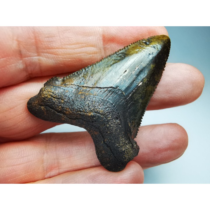 dent de requin Carcharocles angustidens - Oligocène (Caroline du Nord)