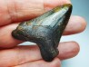 shark tooth Carcharocles angustidens - Oligocene (North Carolina)