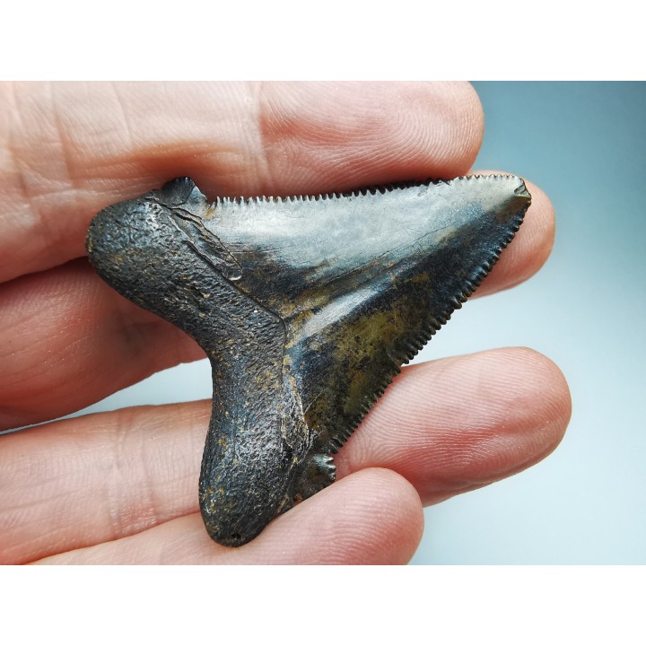 shark tooth Carcharocles angustidens - Oligocene (North Carolina)