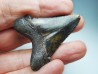 shark tooth Carcharocles angustidens - Oligocene (North Carolina)