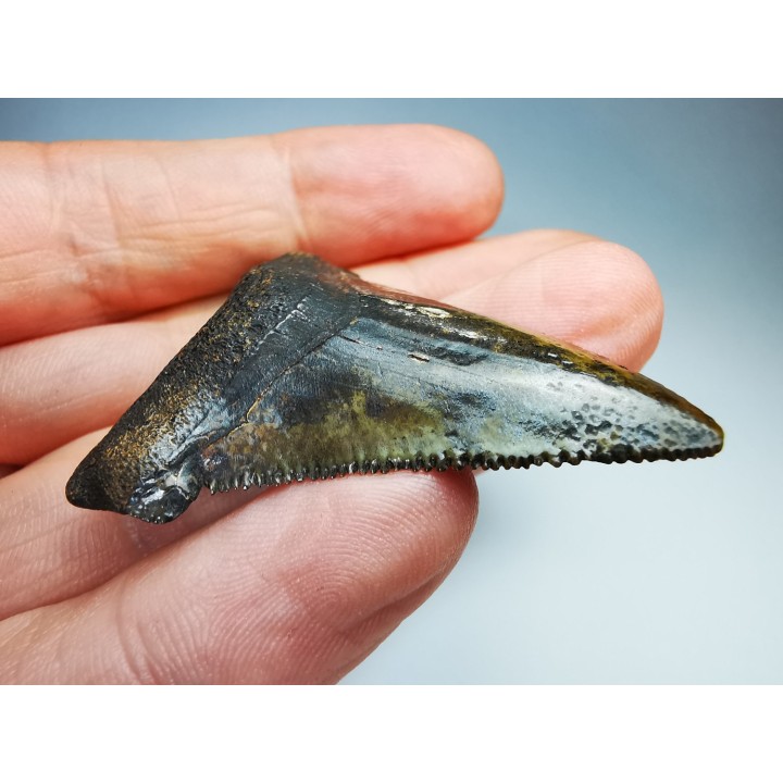 dent de requin Carcharocles angustidens - Oligocène (Caroline du Nord)