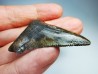 shark tooth Carcharocles angustidens - Oligocene (North Carolina)