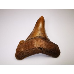 shark tooth Carcharocles angustidens - Oligocene (North Carolina)
