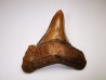 shark tooth Carcharocles angustidens - Oligocene (North Carolina)