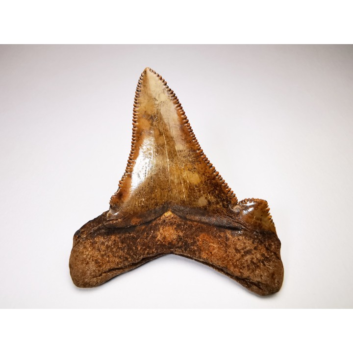 dent de requin Carcharocles angustidens - Oligocène (Caroline du Nord)