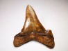 dent de requin Carcharocles angustidens - Oligocène (Caroline du Nord)