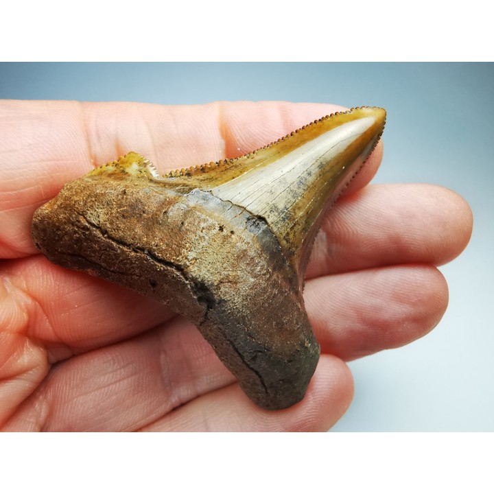 shark tooth Carcharocles angustidens - Oligocene (North Carolina)