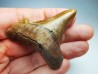 dent de requin Carcharocles angustidens - Oligocène (Caroline du Nord)