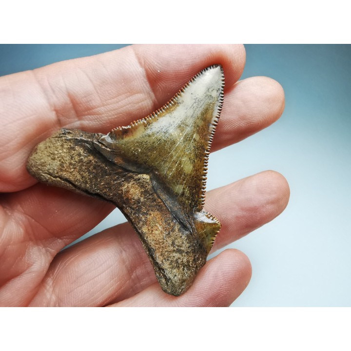 shark tooth Carcharocles angustidens - Oligocene (North Carolina)