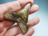 shark tooth Carcharocles angustidens - Oligocene (North Carolina)