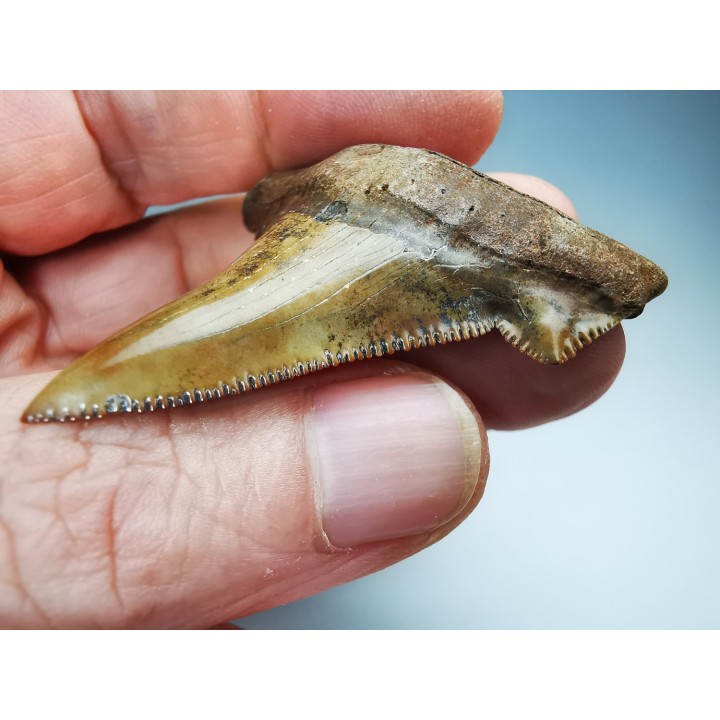 shark tooth Carcharocles angustidens - Oligocene (North Carolina)