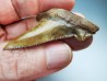 shark tooth Carcharocles angustidens - Oligocene (North Carolina)