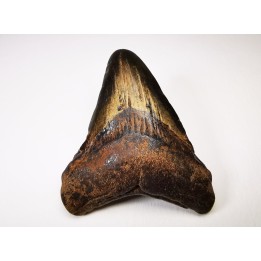 shark tooth Carcharocles angustidens - Oligocene (North Carolina)