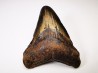 shark tooth Carcharocles angustidens - Oligocene (North Carolina)