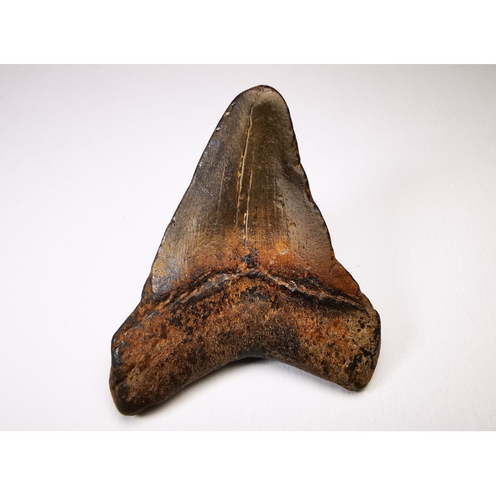dent de requin Carcharocles angustidens - Oligocène (Caroline du Nord)