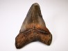shark tooth Carcharocles angustidens - Oligocene (North Carolina)