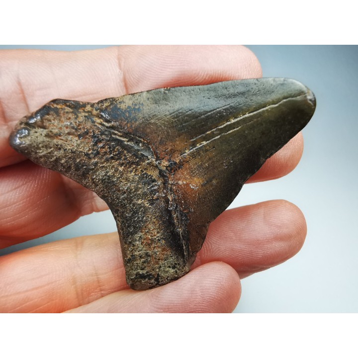 shark tooth Carcharocles angustidens - Oligocene (North Carolina)