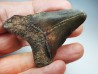 shark tooth Carcharocles angustidens - Oligocene (North Carolina)