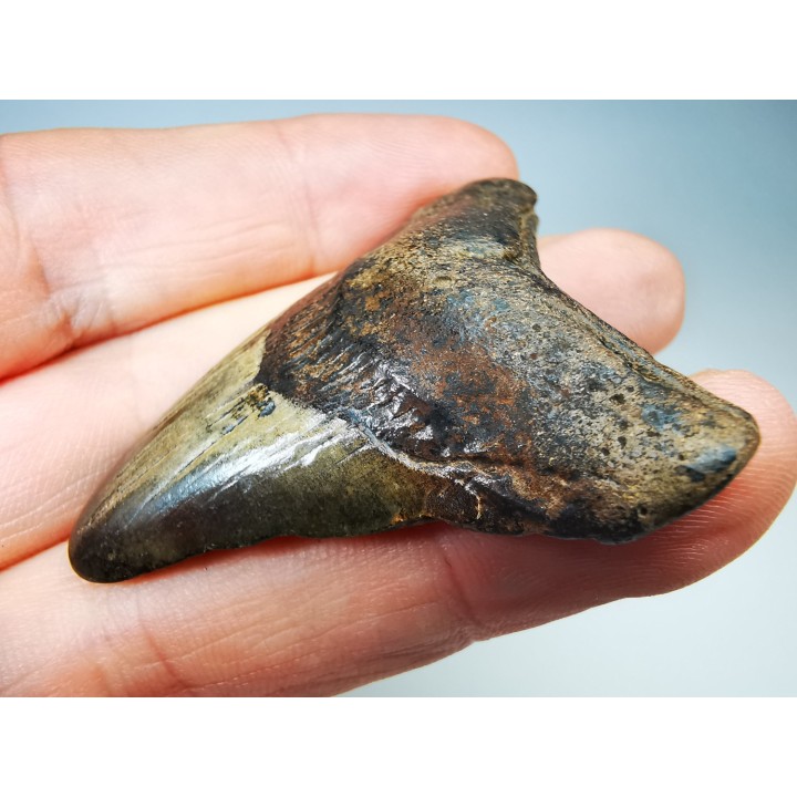 shark tooth Carcharocles angustidens - Oligocene (North Carolina)