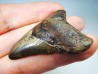 shark tooth Carcharocles angustidens - Oligocene (North Carolina)