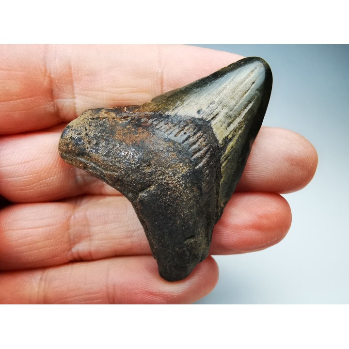 shark tooth Carcharocles angustidens - Oligocene (North Carolina)