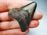 shark tooth Carcharocles angustidens - Oligocene (North Carolina)