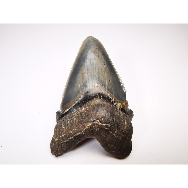 dent de requin Carcharocles angustidens - Oligocène (Caroline du Nord)