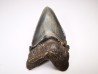 dent de requin Carcharocles angustidens - Oligocène (Caroline du Nord)