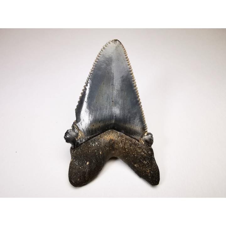 shark tooth Carcharocles angustidens - Oligocene (North Carolina)