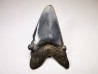 shark tooth Carcharocles angustidens - Oligocene (North Carolina)