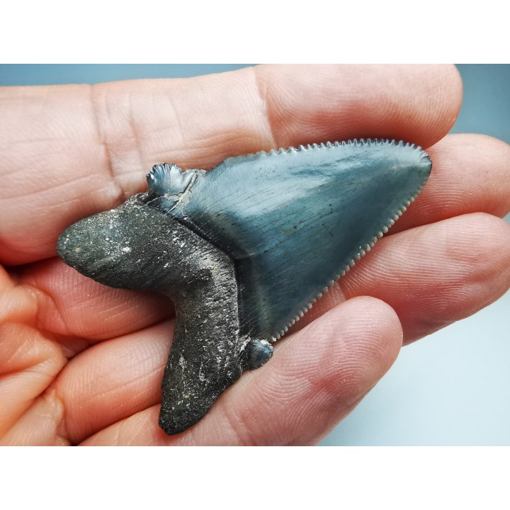 dent de requin Carcharocles angustidens - Oligocène (Caroline du Nord)