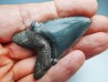dent de requin Carcharocles angustidens - Oligocène (Caroline du Nord)